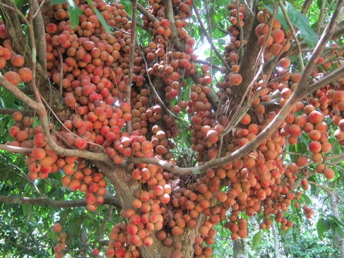 Dâu rừng loại quả dễ ăn dễ ghiền với vị chua ngọt