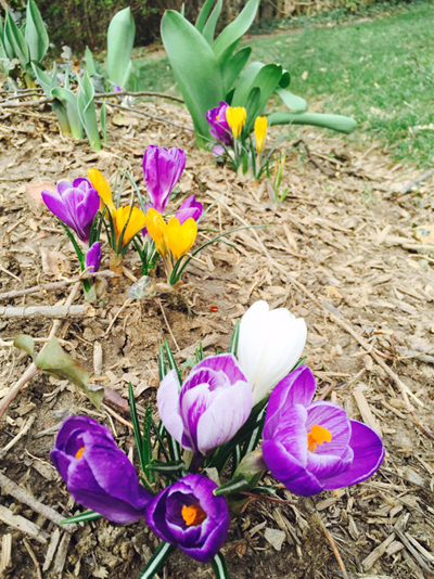 Khu vườn đầy hoa anh đào và tulip của bằng lăng
