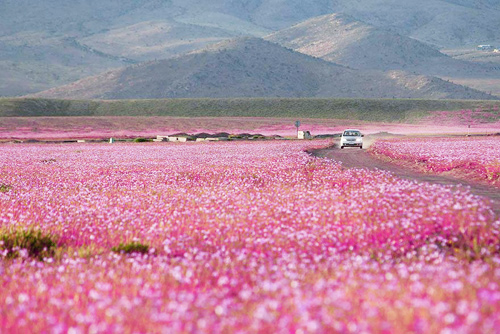 Mùa hoa cẩm quỳ đầu tiên nở rộ trên sa mạc