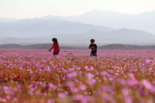 Mùa hoa cẩm quỳ đầu tiên nở rộ trên sa mạc