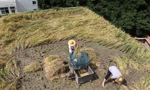 Tận dụng sân thượng làm ruộng trồng lúa