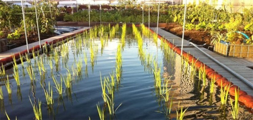 Tận dụng sân thượng làm ruộng trồng lúa