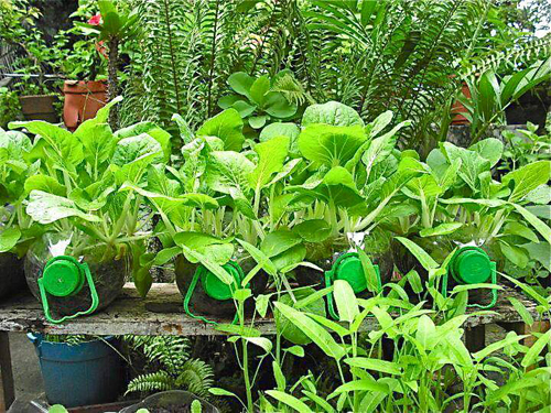 Tận dụng vỏ chai và bình nước để làm vườn rau tại nhà