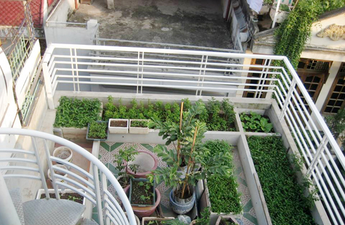 Vườn rau trên sân thượng của một gia đình ở hà nội