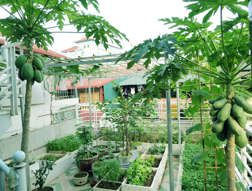 Vườn rau trên sân thượng của một gia đình ở hà nội