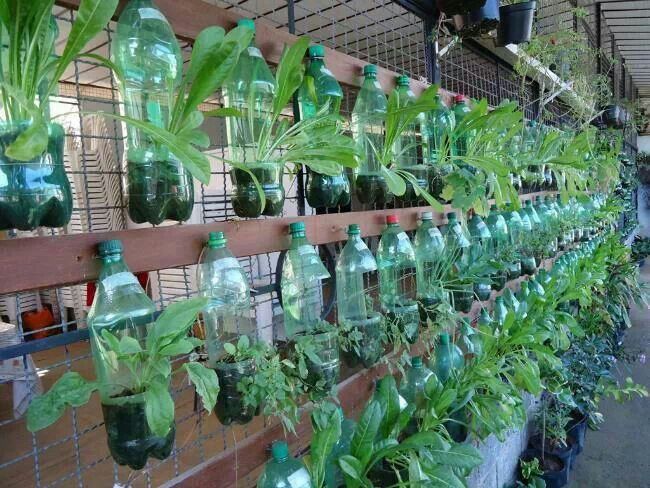 Vườn treo từ trăm chai nước suối cho nhà chật