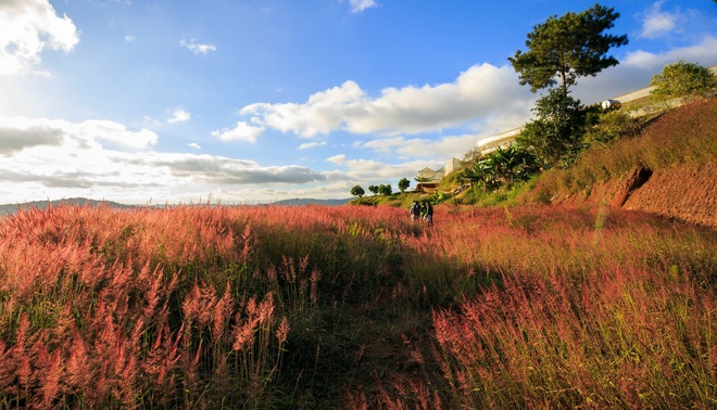 Ngắm đồi cỏ hồng đẹp như tranh ở đà lạt