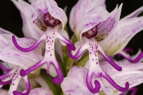 Vẻ đẹp 10 loài hoa kì lạ nhất thế giới