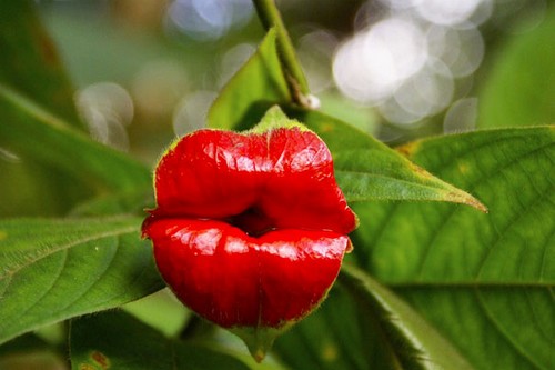 Vẻ đẹp 10 loài hoa kì lạ nhất thế giới