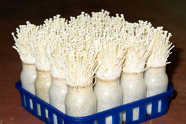 Tự trồng nấm kim châm sạch tại nhà ăn giải ngán ngày tết