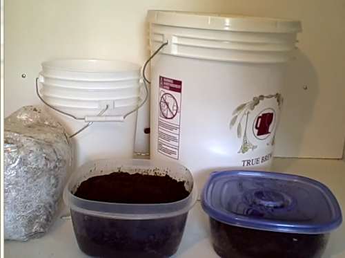Tự trồng nấm kim châm sạch tại nhà ăn giải ngán ngày tết