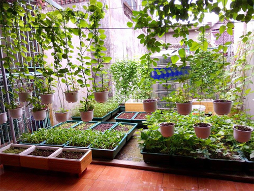 Các gia đình làm vườn đủ rau ăn cho cả nhà