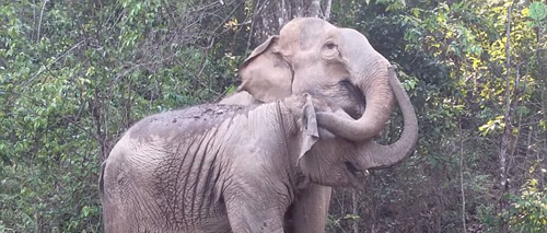 Cuộc gặp cảm động của voi con bị bắt làm du lịch và mẹ
