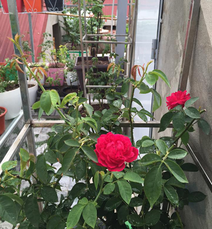 Kinh nghiệm đau thương của người trồng 50 loại hoa hồng