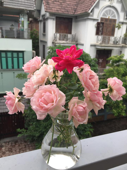 Kinh nghiệm đau thương của người trồng 50 loại hoa hồng
