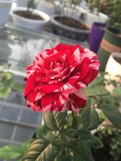 Vườn hoa hồng và phong lan đủ sắc màu