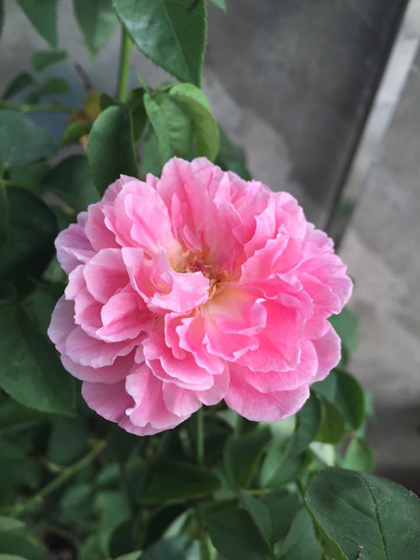 Vườn hoa hồng và phong lan đủ sắc màu