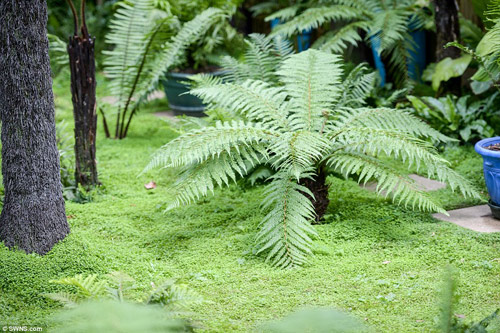 12 năm biến vườn nhà thành rừng mưa nhiệt đới thu nhỏ