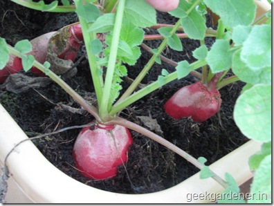 Củ cải đỏ trồng chậu trong 1 tháng cho bé tha hồ ăn