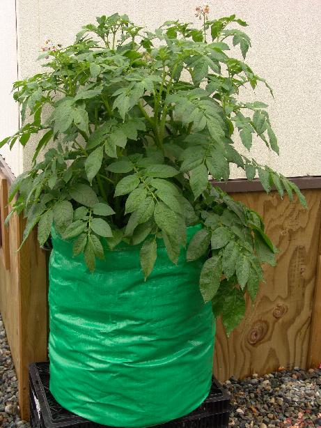 Tận dụng túi ni-lông trồng hàng cân khoai tây tại nhà
