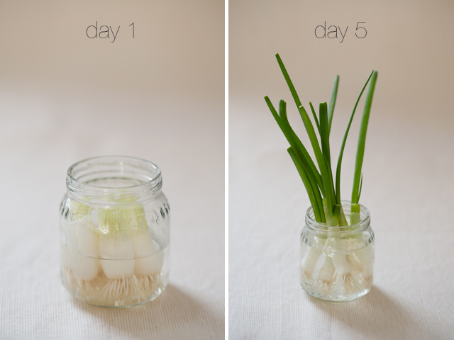 Tập trồng hành lá dứa bơ đơn giản trong cốc tại nhà