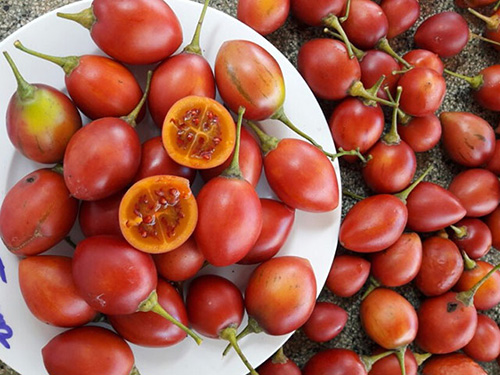 Kỹ thuật trồng cây cà chua lạ cho năng suất khủng