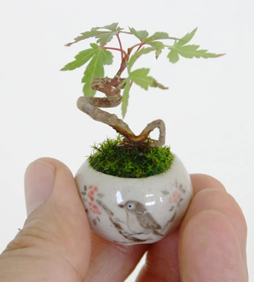 Bonsai cho dân chơi cảnh siêu nhỏ 3cm dễ thương cho bàn trà